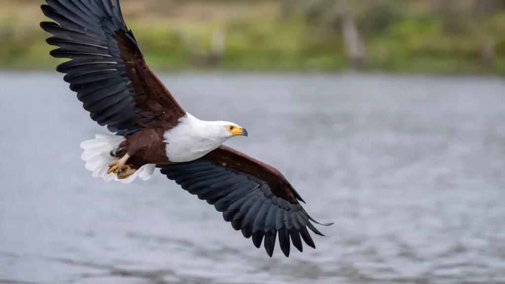 African Fish Eagle in flight over the Okavango Delta, showcasing its powerful wingspan and distinctive white head and yellow beak against the tranquil waters below