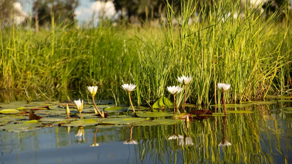 A cluster of white water lilies gracefully blooming on the calm waters of the Okavango Delta, surrounded by lush green lily pads and tall grasses, reflecting in the tranquil water.